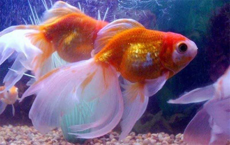 Nằm mơ thấy ao cạn, không có cá có điềm gì hay không?